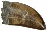 Serrated, Fossil Tyrannosaurus (Trex) Tooth - Wyoming #298468-1